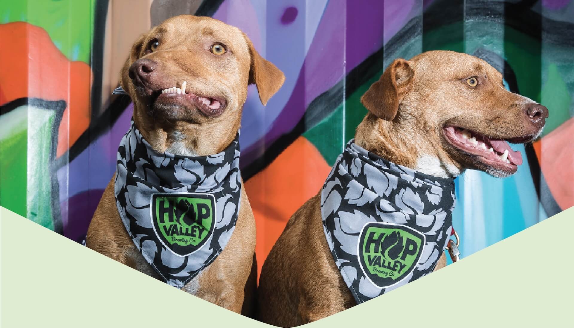 dogs with hop valley bandana