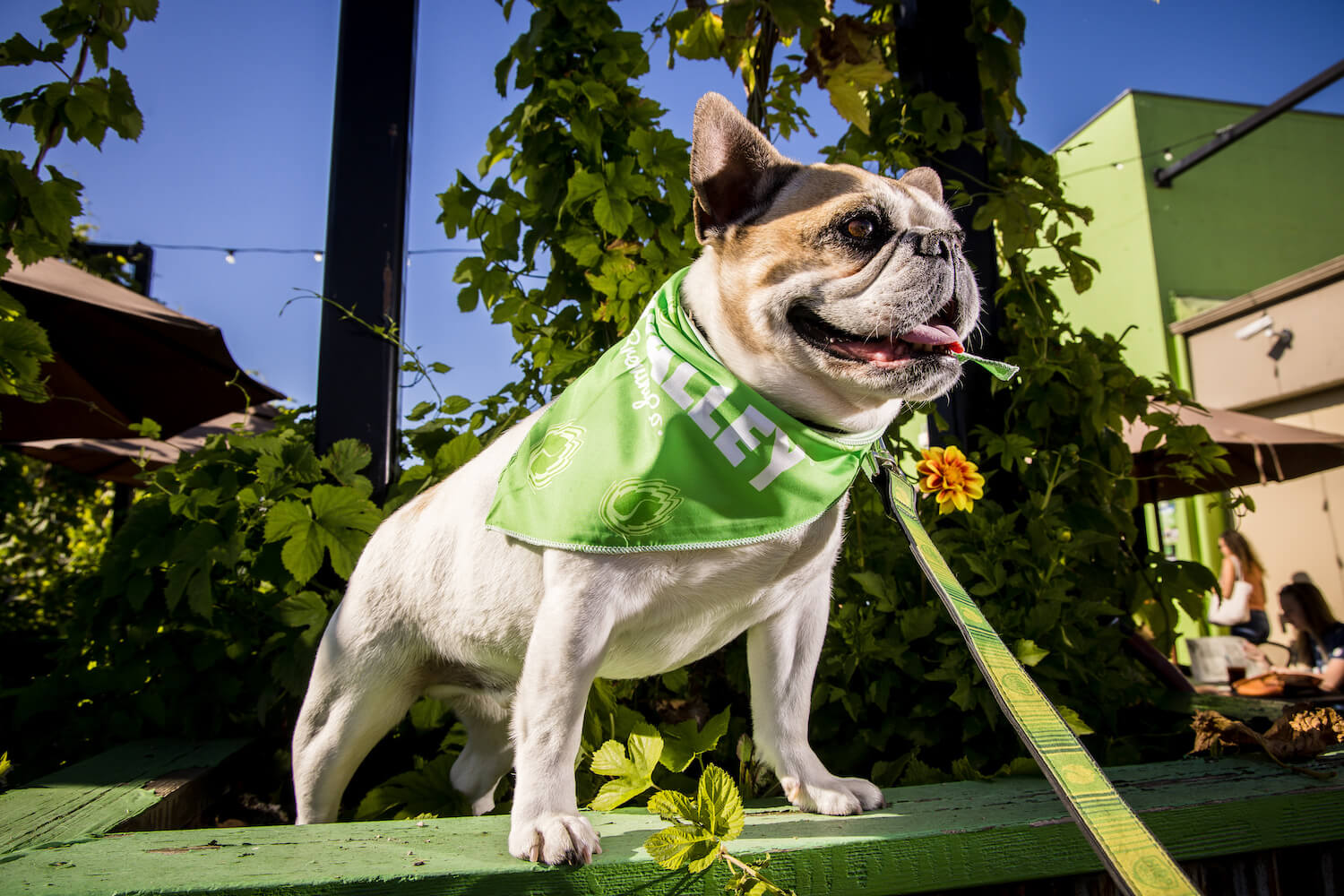 dog wearing a hop valley bandana